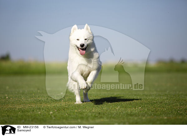 Samojede / Samoyed / MW-23156
