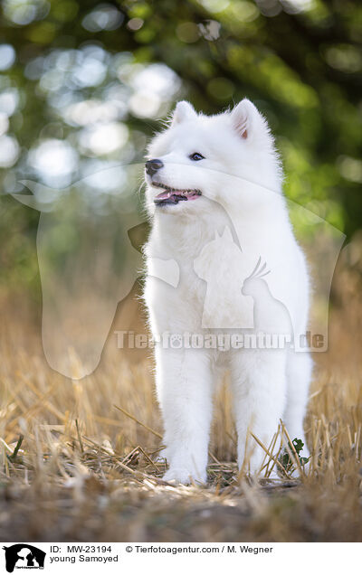 junger Samojede / young Samoyed / MW-23194