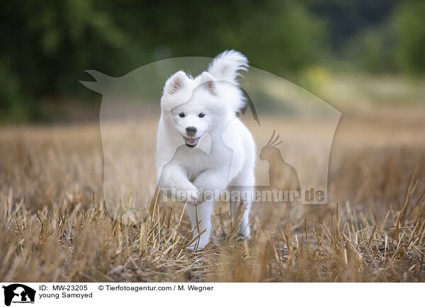 junger Samojede / young Samoyed / MW-23205