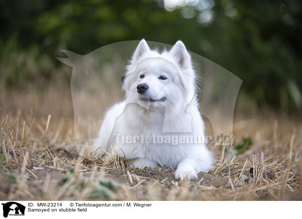Samojede auf Stoppelfeld / Samoyed on stubble field / MW-23214