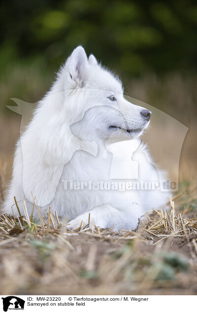 Samojede auf Stoppelfeld / Samoyed on stubble field / MW-23220