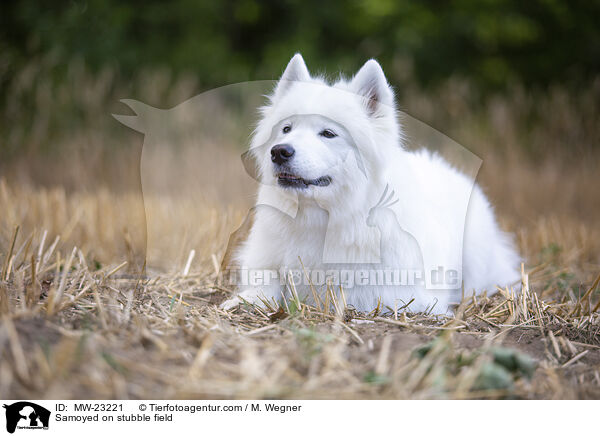 Samoyed on stubble field / MW-23221