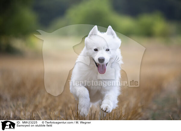 Samojede auf Stoppelfeld / Samoyed on stubble field / MW-23225