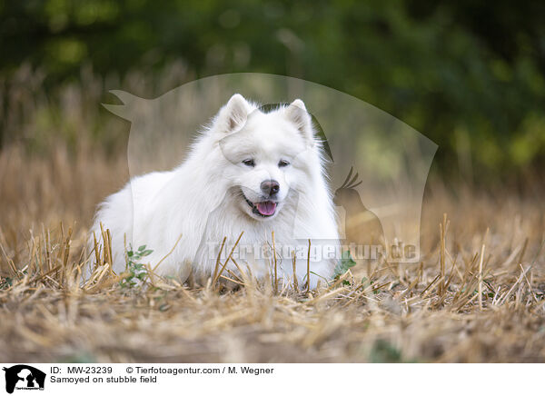 Samojede auf Stoppelfeld / Samoyed on stubble field / MW-23239