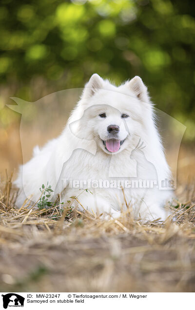 Samoyed on stubble field / MW-23247