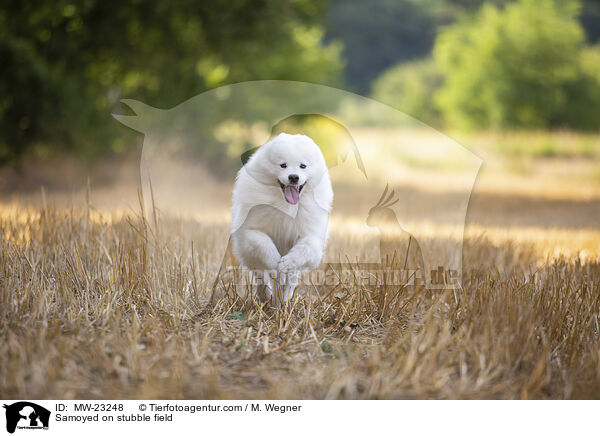 Samojede auf Stoppelfeld / Samoyed on stubble field / MW-23248