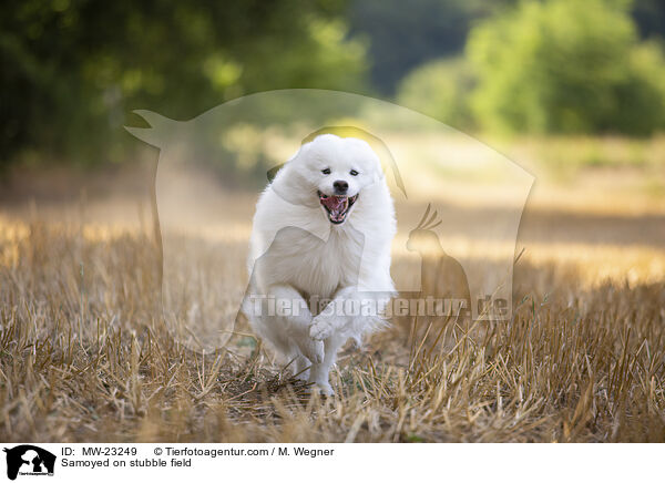 Samojede auf Stoppelfeld / Samoyed on stubble field / MW-23249