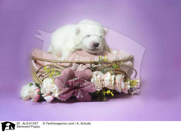 Samojede Welpe / Samoyed Puppy / ALS-01357