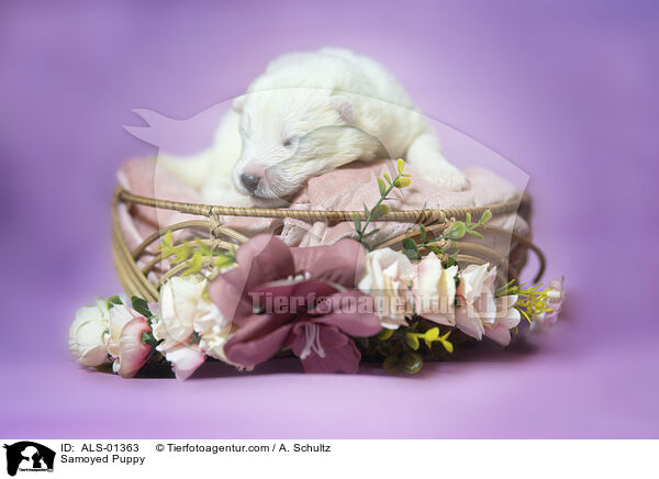 Samoyed Puppy / ALS-01363