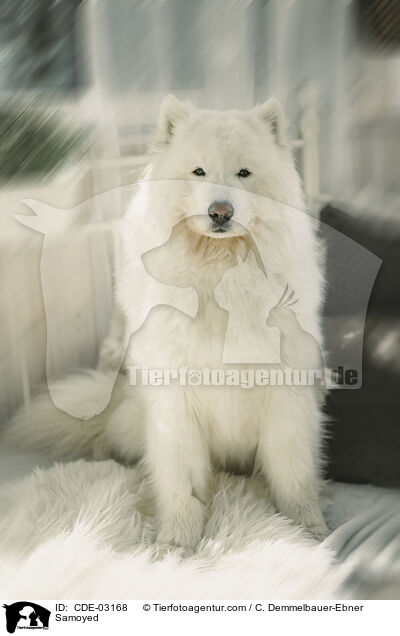 Samojede / Samoyed / CDE-03168