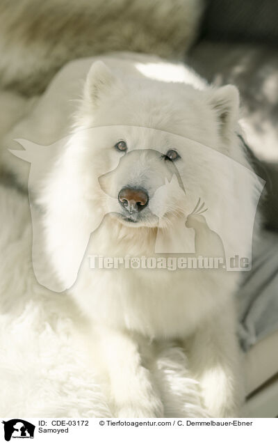 Samojede / Samoyed / CDE-03172