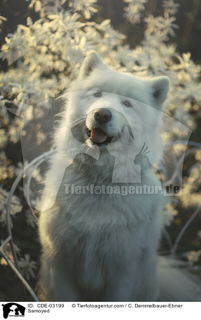 Samojede / Samoyed / CDE-03199