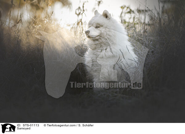 Samojede / Samoyed / STS-01113