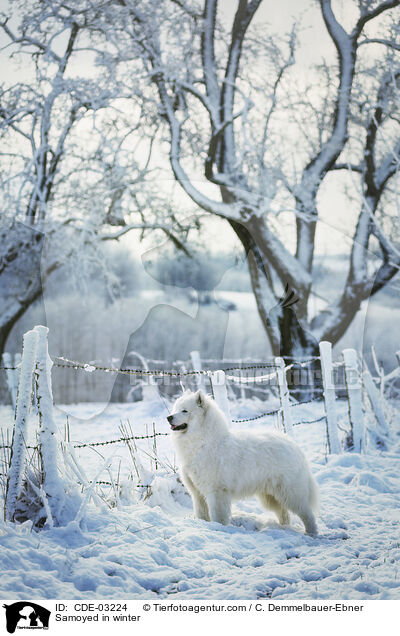 Samoyed in winter / CDE-03224