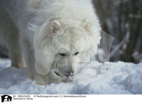 Samojede im Winter / Samoyed in winter / CDE-03225