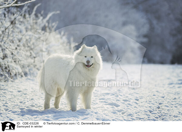 Samoyed in winter / CDE-03226
