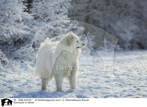 Samojede im Winter / Samoyed in winter / CDE-03229