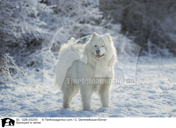 Samojede im Winter / Samoyed in winter / CDE-03230