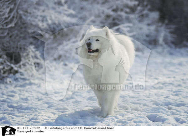 Samojede im Winter / Samoyed in winter / CDE-03232