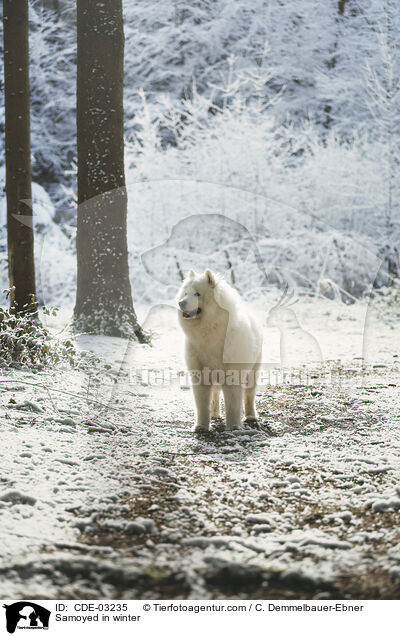 Samoyed in winter / CDE-03235
