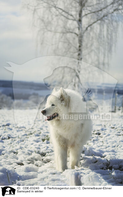 Samojede im Winter / Samoyed in winter / CDE-03240