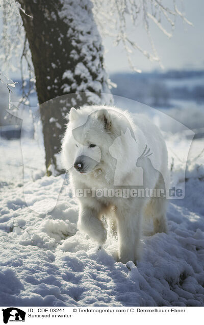 Samoyed in winter / CDE-03241
