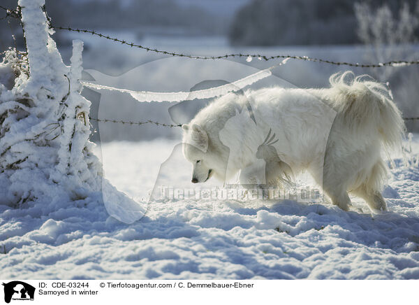 Samojede im Winter / Samoyed in winter / CDE-03244