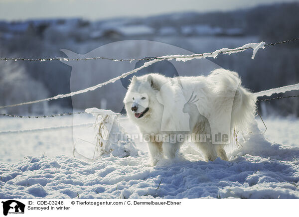 Samojede im Winter / Samoyed in winter / CDE-03246