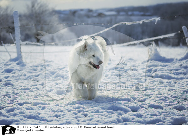 Samoyed in winter / CDE-03247