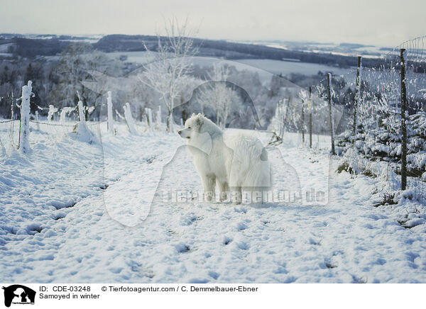 Samojede im Winter / Samoyed in winter / CDE-03248