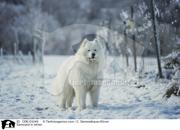 Samojede im Winter / Samoyed in winter / CDE-03249