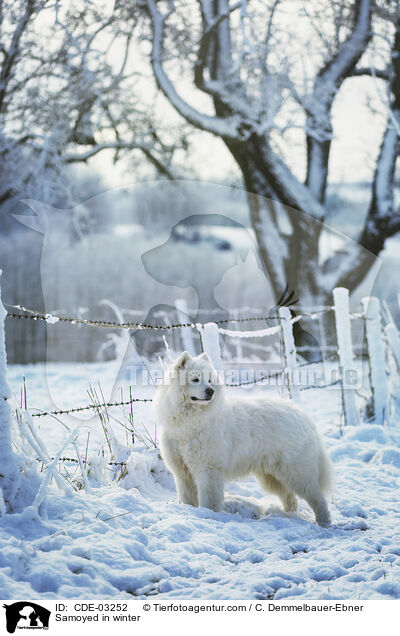 Samojede im Winter / Samoyed in winter / CDE-03252