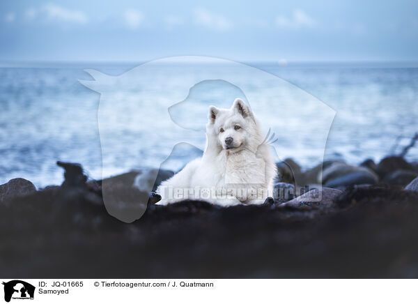 Samojede / Samoyed / JQ-01665