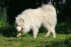 trotting samoyed