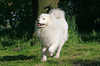 running samoyed