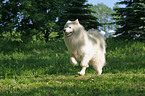 running samoyed