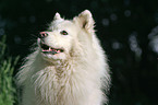 Samoyed Portrait