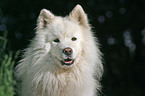 Samoyed Portrait