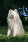 sitting samoyed