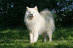 standing samoyed