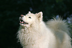 Samoyed Portrait