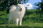 standing samoyed