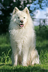 sitting samoyed