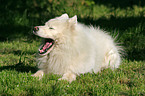 lying samoyed