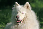 Samoyed Portrait