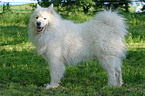 standing samoyed