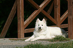 lying Samoyed