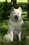 sitting Samoyed