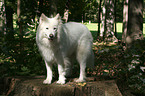 standing Samoyed