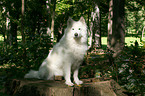 sitting Samoyed